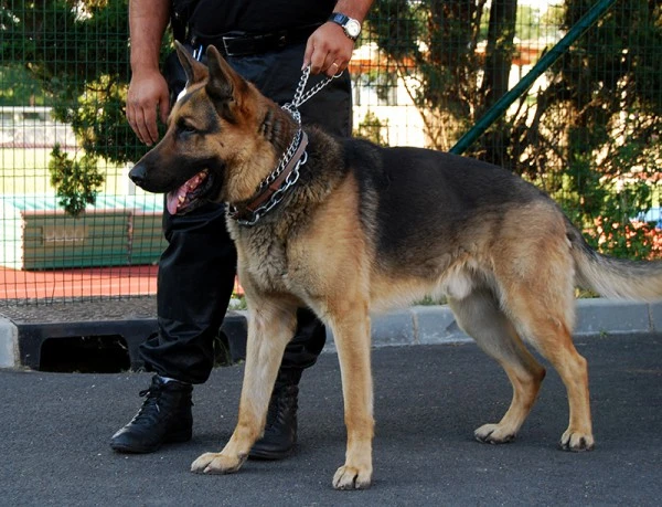 Maître-chien Île-de-France